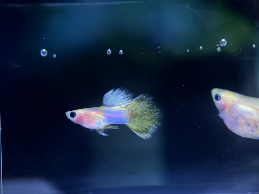 孔雀魚玻璃貓