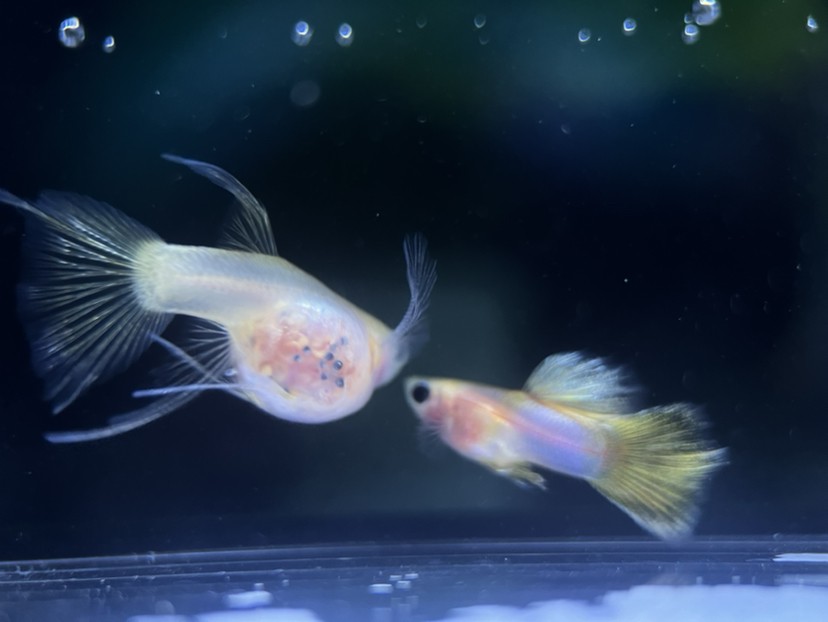 孔雀魚玻璃貓