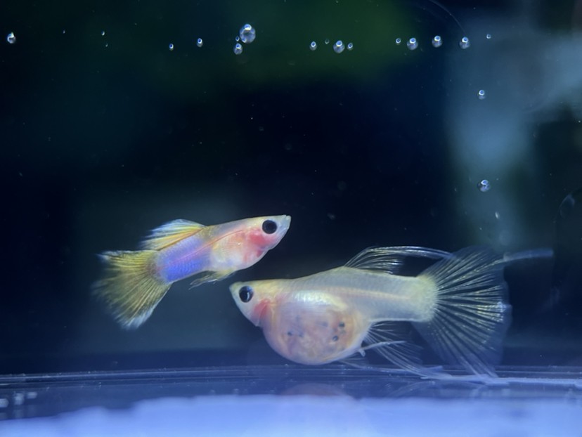 孔雀魚玻璃貓