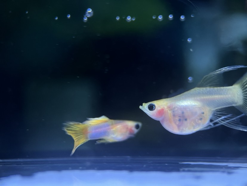 孔雀魚玻璃貓