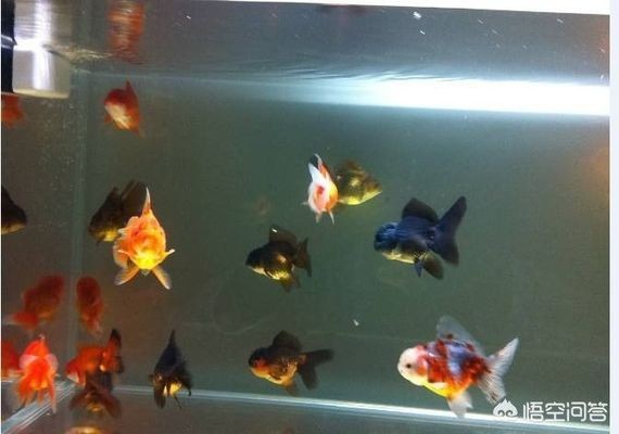 宣漢縣東鄉鎮亮彩水族館（宣漢縣東鄉鎮亮彩水族館電話）