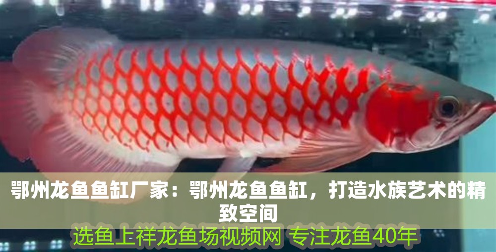 <strong><mark>鄂州</mark></strong>龍魚魚缸廠家：<strong><mark>鄂州</mark></strong>龍魚魚缸，打造水族藝術的精致空間