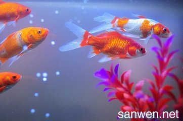 關(guān)于魚缸的作文三百字：300字左右關(guān)于魚缸的作文：《我家的魚缸》
