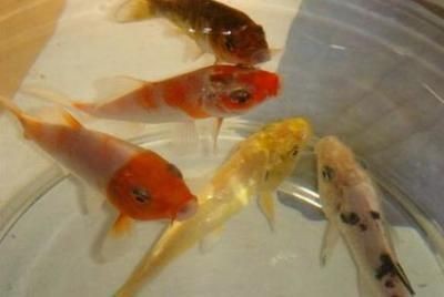 關(guān)于魚缸的作文三百字：300字左右關(guān)于魚缸的作文：《我家的魚缸》