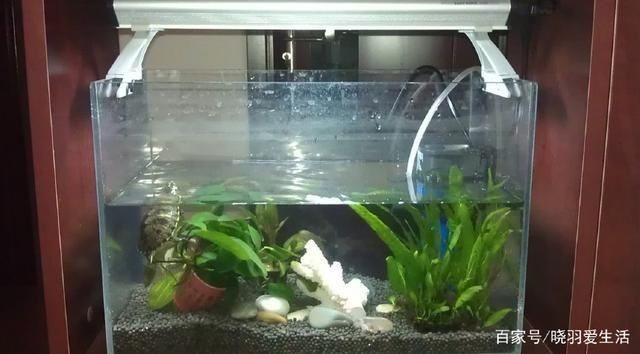 如何調節魚缸內的光照條件：魚缸光照對水質的影響,不同季節魚缸光照調整方法