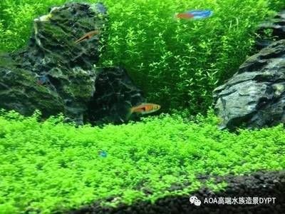 蜈蚣草和金魚藻的養(yǎng)護方法是一種適合養(yǎng)金魚的水草種類：苦草、蜈蚣草、金魚藻養(yǎng)護方法