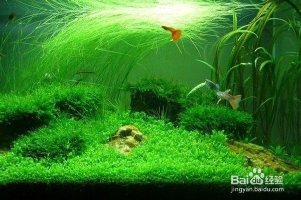 蜈蚣草和金魚藻的養(yǎng)護方法是一種適合養(yǎng)金魚的水草種類：苦草、蜈蚣草、金魚藻養(yǎng)護方法