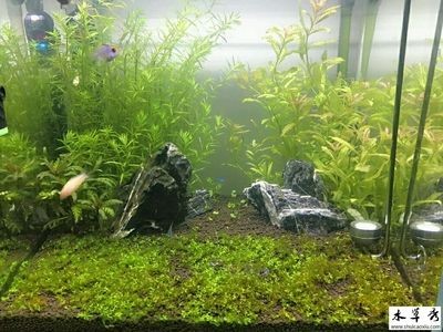 蜈蚣草和金魚藻的養(yǎng)護方法是一種適合養(yǎng)金魚的水草種類：苦草、蜈蚣草、金魚藻養(yǎng)護方法