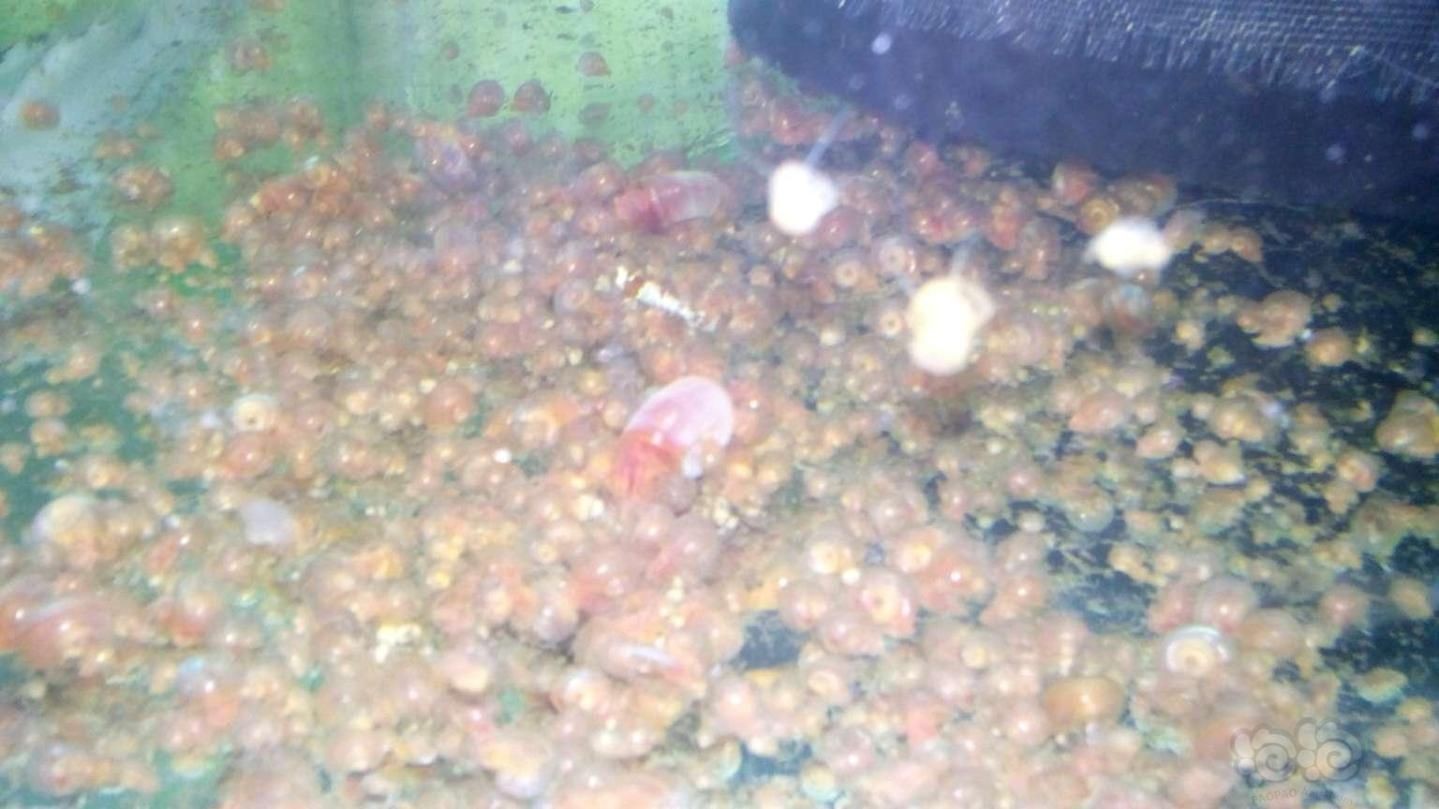 水晶 魚缸：水晶魚缸不僅是一種美觀實用的水族箱，還具有一定的文化和風水意義