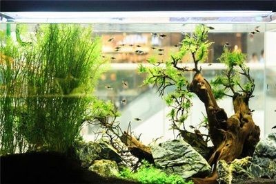 水晶 魚缸：水晶魚缸不僅是一種美觀實用的水族箱，還具有一定的文化和風水意義