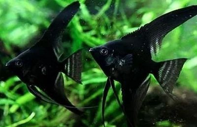 黑色魚缸養(yǎng)魚與水質(zhì)管理養(yǎng)魚的混養(yǎng)是關(guān)鍵因素之一：黑色的魚缸會導(dǎo)致魚死亡嗎？