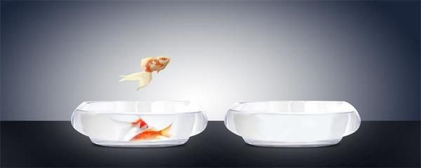 黑色魚缸養(yǎng)魚與水質(zhì)管理養(yǎng)魚的混養(yǎng)是關(guān)鍵因素之一：黑色的魚缸會導(dǎo)致魚死亡嗎？