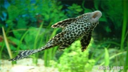 黑色魚缸養(yǎng)魚與水質(zhì)管理養(yǎng)魚的混養(yǎng)是關(guān)鍵因素之一：黑色的魚缸會導(dǎo)致魚死亡嗎？