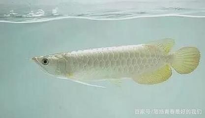 白化恐龍魚多少錢一條：白化恐龍魚價格因地區和市場供需而異，白化恐龍魚價格趨勢