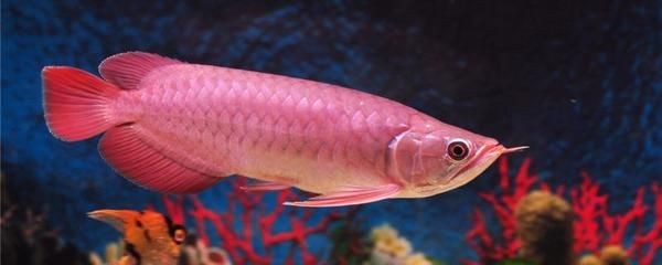 紅龍魚的好處和功效與作用禁忌（養紅龍魚必須了解的風水禁忌）