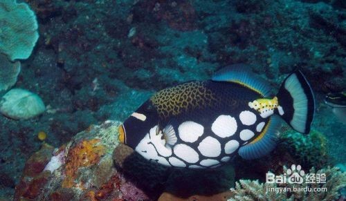 廣州叁元水族寵物有限公司（廣州叁元水族寵物有限公司怎么樣）
