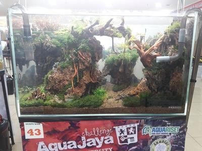 世界級魚缸造景比賽：世界級的魚缸造景比賽