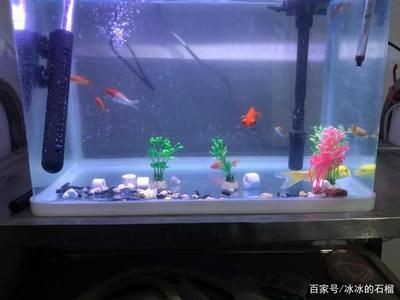 養(yǎng)魚的數(shù)量與魚缸的種類以及水質(zhì)等因素都有密切關系：關于養(yǎng)魚的一些建議