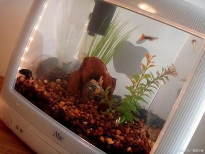 養(yǎng)魚的數(shù)量與魚缸的種類以及水質(zhì)等因素都有密切關(guān)系：關(guān)于養(yǎng)魚的一些建議