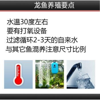 七彩銀龍魚多少錢一條啊（七彩銀龍魚價(jià)格范圍）