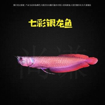 七彩銀龍魚多少錢一條啊（七彩銀龍魚價(jià)格范圍）