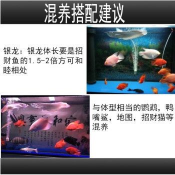 七彩銀龍魚多少錢一條啊（七彩銀龍魚價(jià)格范圍）