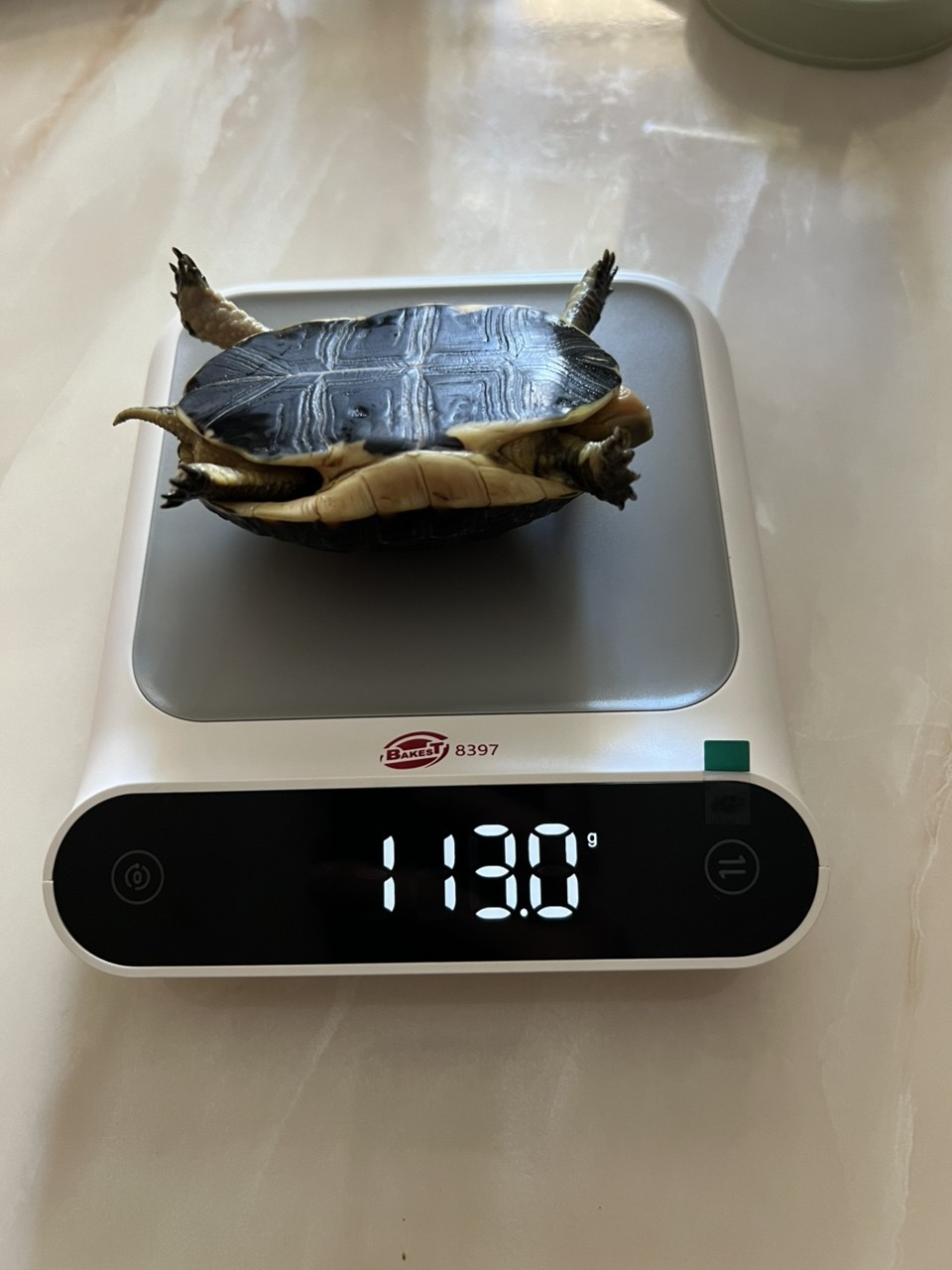 招財3年就大這麼點