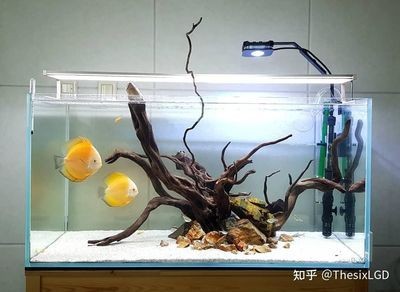 隴川縣章鳳藍鳥水族經營店（隴川縣章鳳藍鳥水族經營店電話）