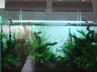 新買的魚缸需要經過幾個步驟包括清洗、消毒、養水和最后的魚類放入：新買的魚缸使用流程