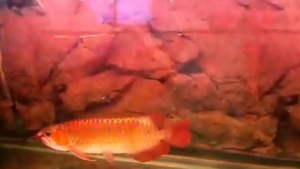 紅龍魚混養好還是單養好？：與紅龍魚混養的關鍵因素需要考慮與紅龍魚混養的因素