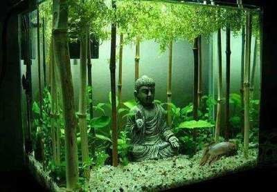 英國大白治療龍魚寄生蟲（英國大白片是一種專門針對龍魚的藥物）