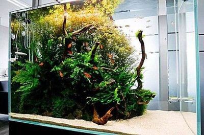 英國大白治療龍魚寄生蟲（英國大白片是一種專門針對龍魚的藥物）