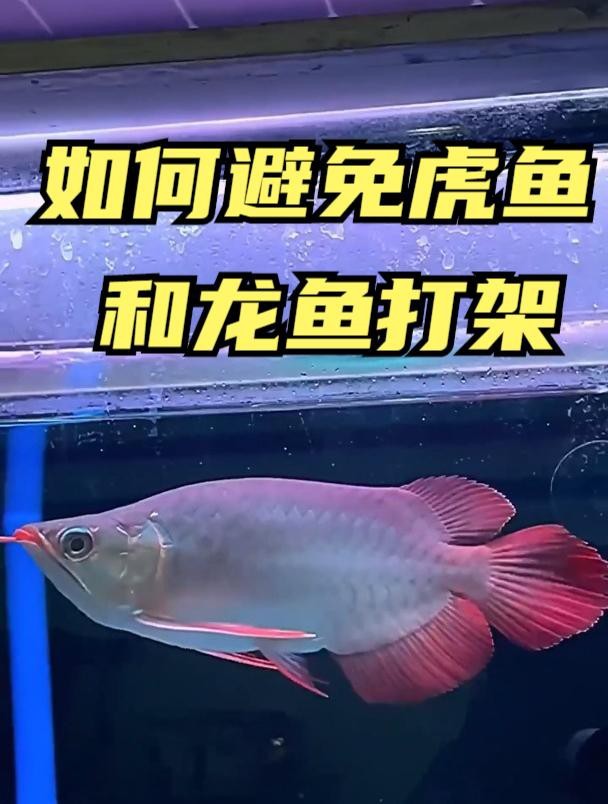 再給我幾個紅龍魚雙養案例