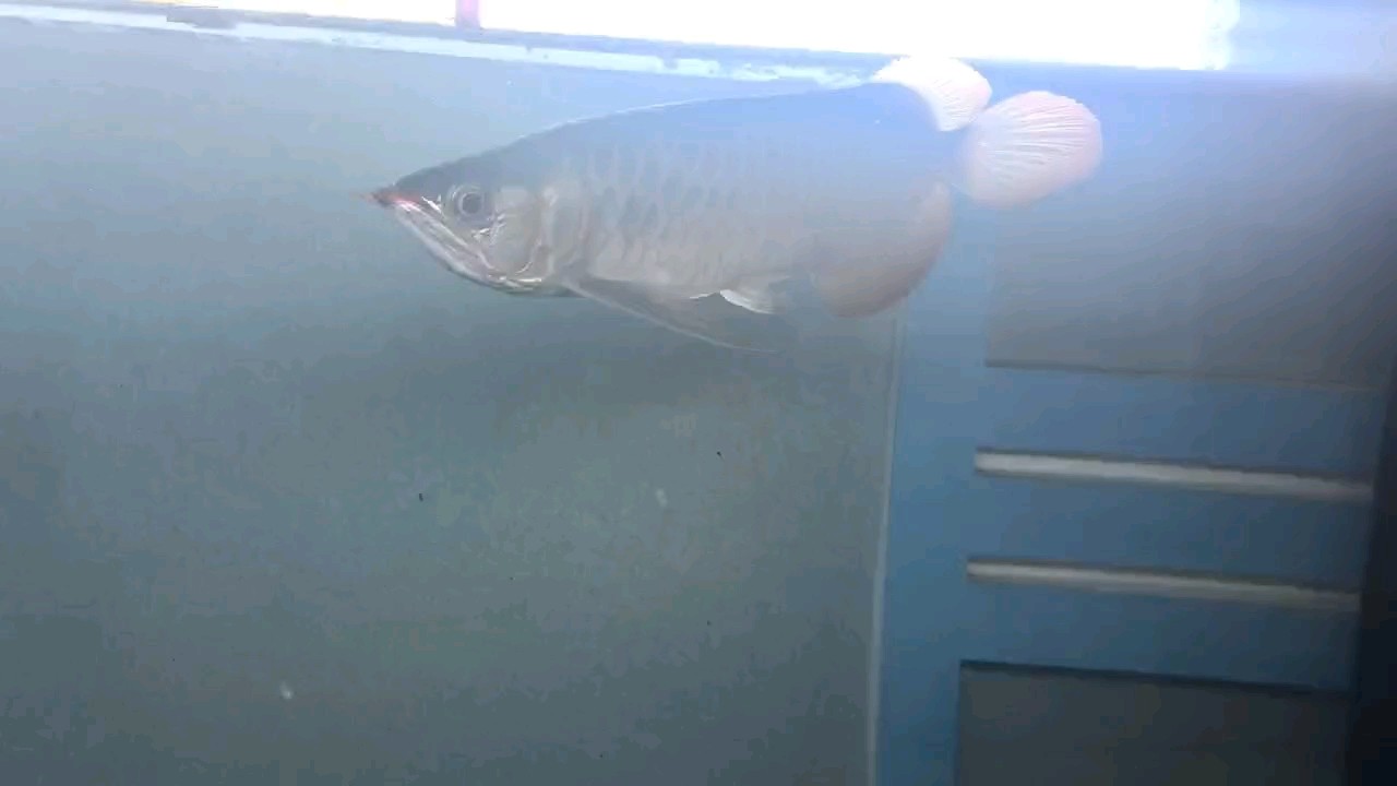求教龍魚20天不吃食物了