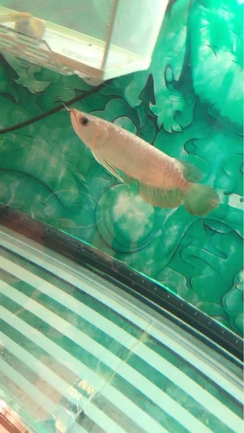 青龍魚和金龍魚的區(qū)別在哪里啊圖片