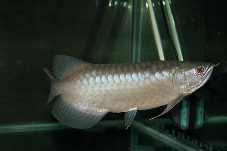 青龍魚和金龍魚的區(qū)別在哪里啊圖片