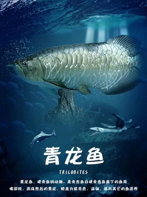 青龍魚和金龍魚的區(qū)別在哪里啊圖片