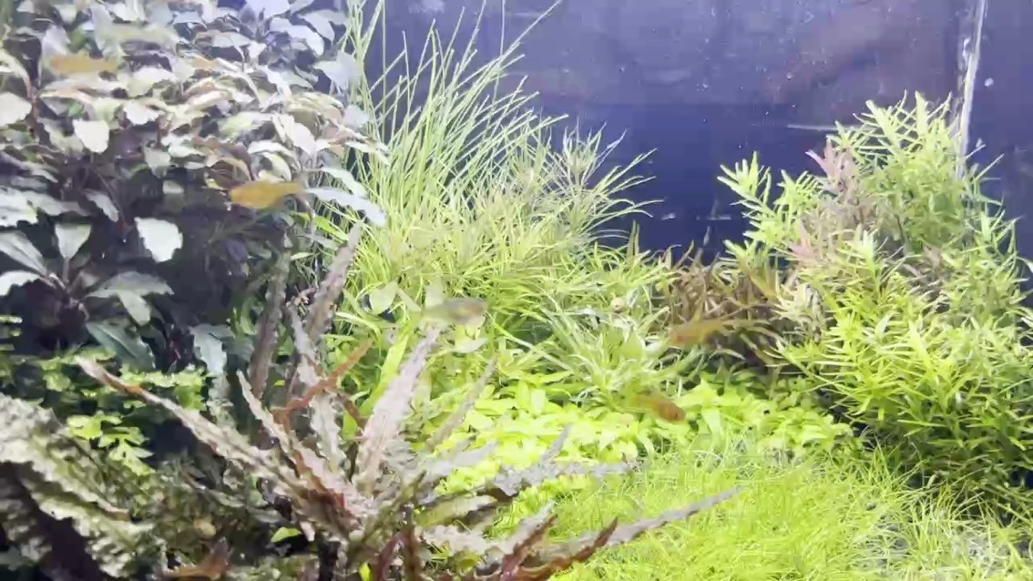 小鋼小魚