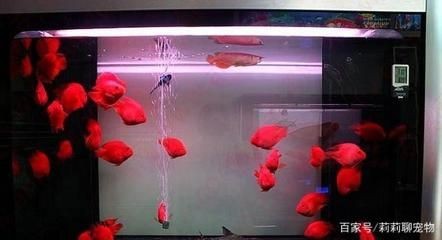羅漢魚混養的注意事項：關于羅漢魚混養的一些建議