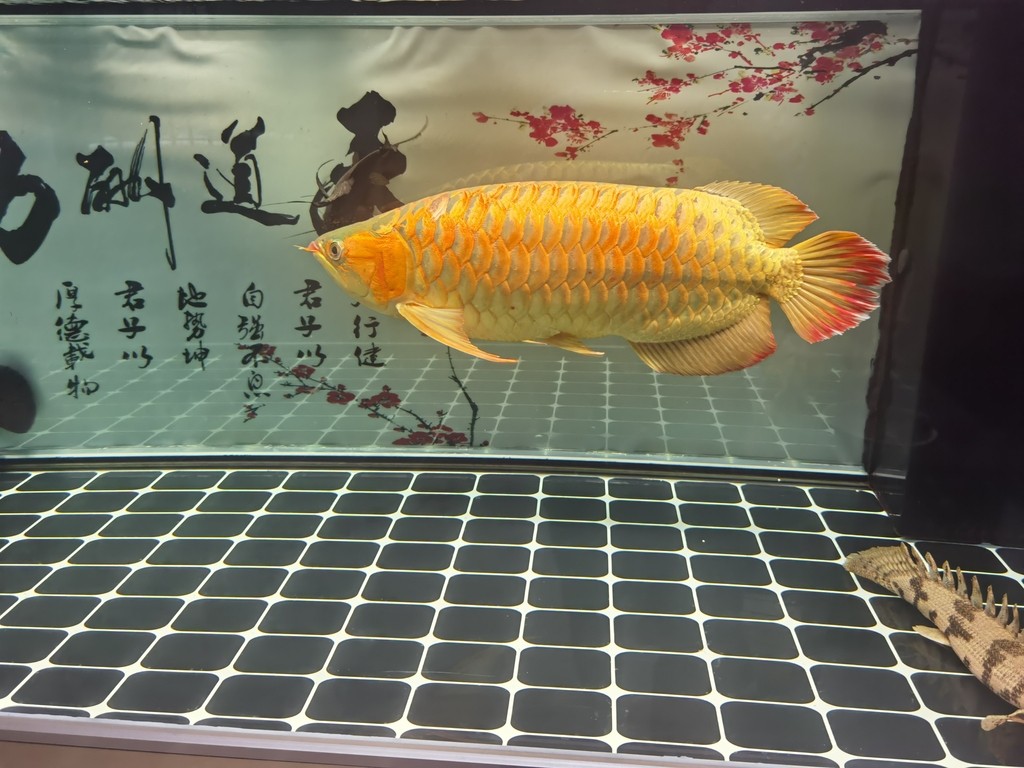 龍魚缸的燈光搭配什么燈好：龍魚缸燈光搭配什么燈好龍魚缸燈光搭配什么燈好