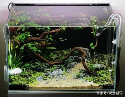 魚缸水草的養護難度、美觀程度和養護難度、適合初學者嘗試種植：如何選擇適合自己的水草