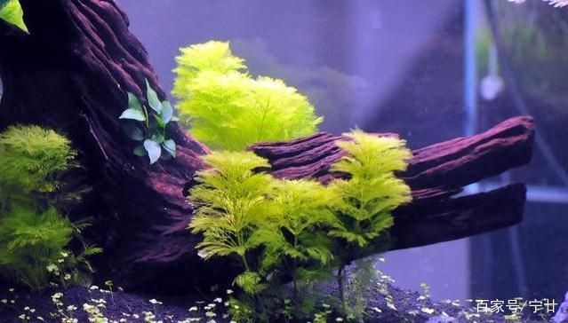 魚缸水草的養護難度、美觀程度和養護難度、適合初學者嘗試種植：如何選擇適合自己的水草