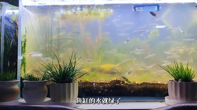 魚(yú)缸養(yǎng)河蚌的注意事項(xiàng)及注意事項(xiàng)：養(yǎng)河蚌的注意事項(xiàng)