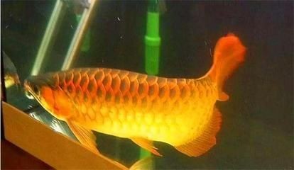 金龍魚最好的品種有哪些名字大全（金龍魚品種鑒賞要點金龍魚品種價格對比金龍魚養護技巧指南）