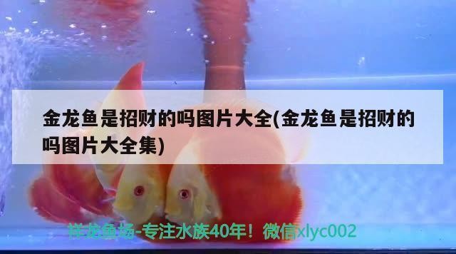大連市經(jīng)濟(jì)技術(shù)開(kāi)發(fā)區(qū)妍景水族店（大連妍妍生物科技有限公司）