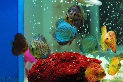 魚缸底沙的選擇和搭配：底濾魚缸鋪底沙可以幫助于養(yǎng)魚愛好者構(gòu)建更健康、和諧的魚缸環(huán)境