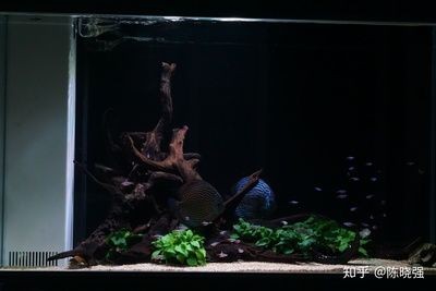 魚缸底沙的選擇和搭配：底濾魚缸鋪底沙可以幫助于養(yǎng)魚愛好者構(gòu)建更健康、和諧的魚缸環(huán)境
