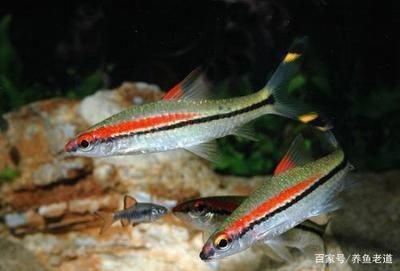 魚缸水泵不吸水的原因及處理措施：如何判斷魚缸水泵不吸水的問題