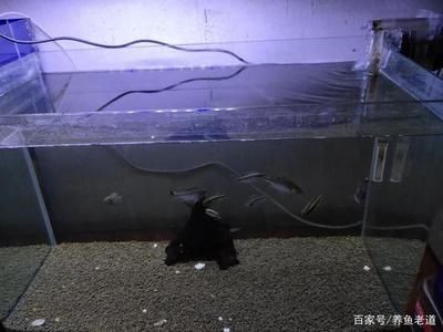 魚缸水泵不吸水的原因及處理措施：如何判斷魚缸水泵不吸水的問題