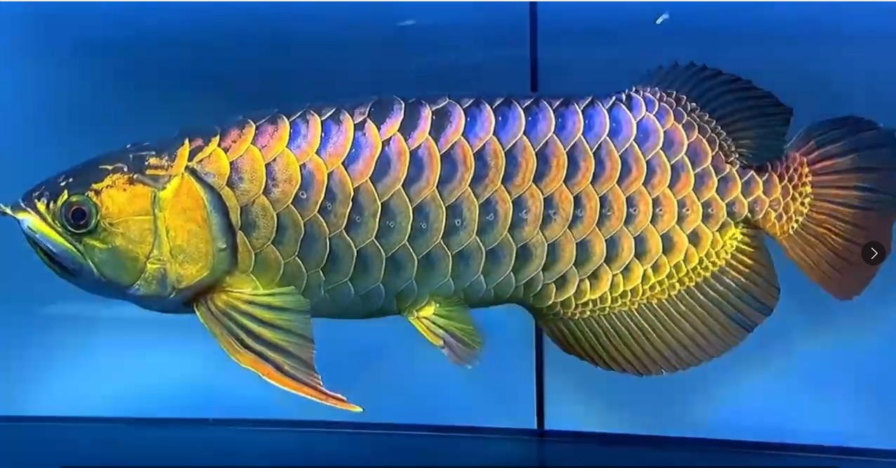 藍底炮頭古典過背金龍魚2025 藍底炮頭古典過背金龍魚2025